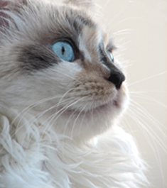 Kitten with blue eyes